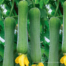 Green long  hybrid luffa sponge gourd seeds
